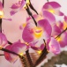 Svietiace vetvičky orchidey