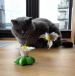 Hračka pre mačky – lietajúci kolibrík