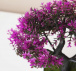 Umelá bonsai - fialová