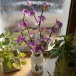 Svietiace vetvičky orchidey